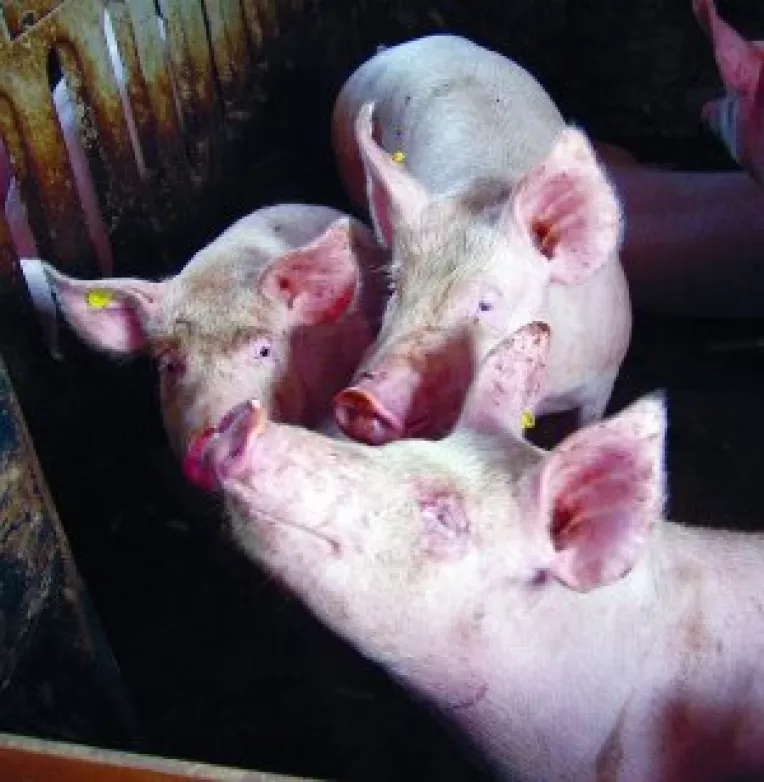 "Asomarea" responsabilitatii la sacrificarea animalelor