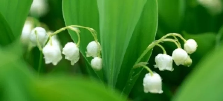 De 1 Mai, in Franta si Belgia se ofera lacramioare