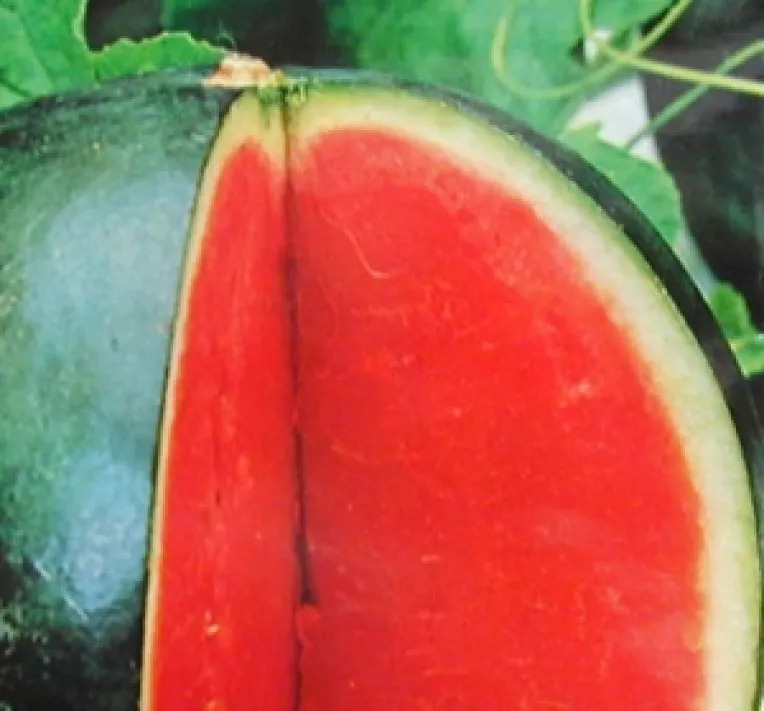 Lubenita de Gottlob este marca inregistrata a timisenilor