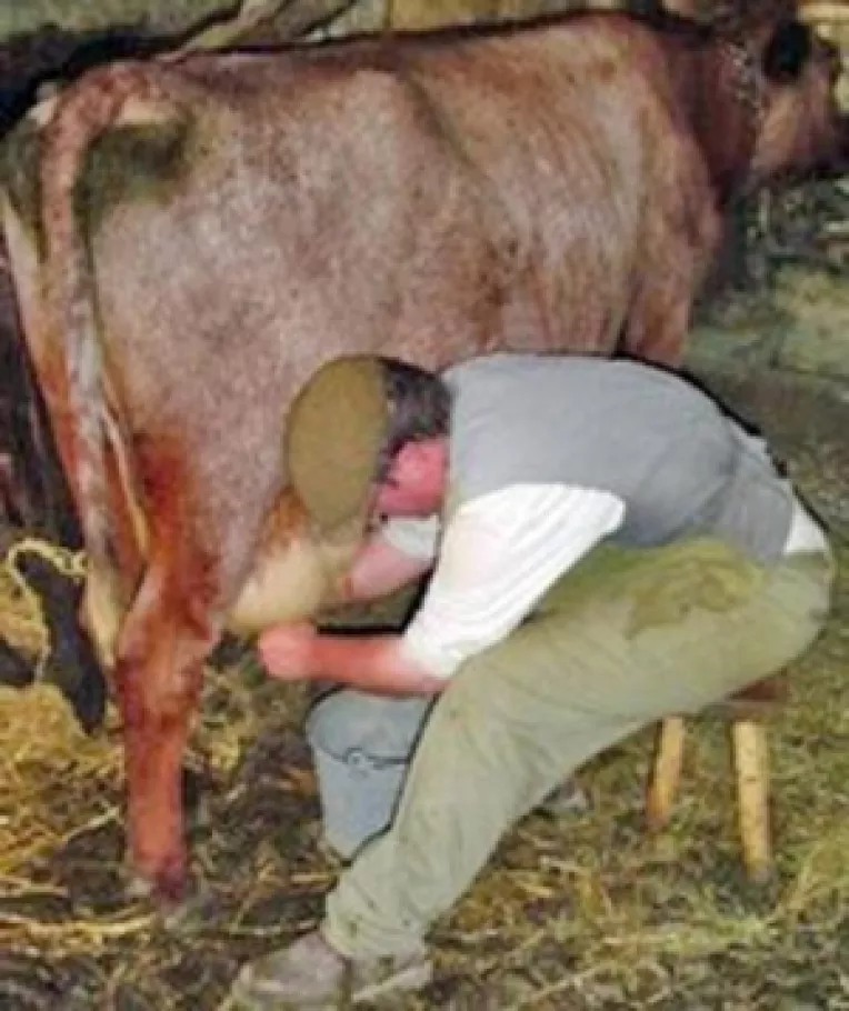 Tot mai putin lapte si unt colectate de la producatori